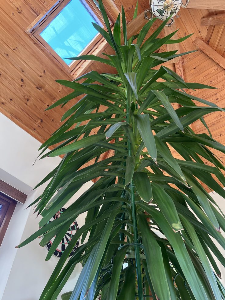 A very tall yucca plant reaching the timber ceiling of a conservatory.