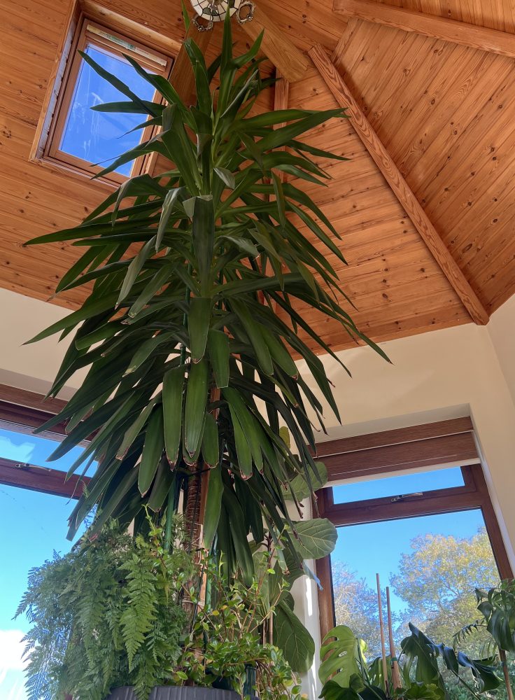 Yucca plant growing towards the ceiling in a conservatory